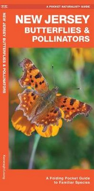 New Jersey Butterflies & Pollinators