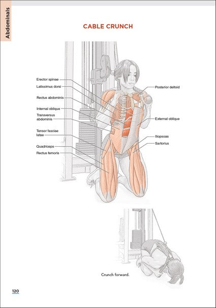 Bodybuilding Anatomy