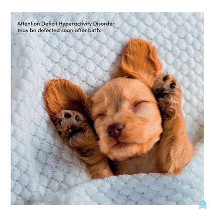 All Dogs Have ADHD 2/e