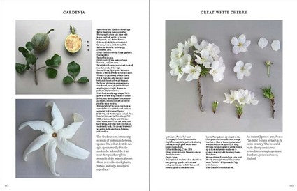 The Accidental Botanist