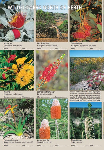 Common Wildflowers of Western Australia