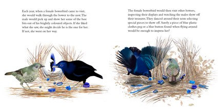 Binky the Bowerbird