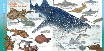 What's That? Australian Sharks, Rays & Skates